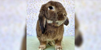 Angry Bunny’s Ears Felt Like “Rocks” — Then Vets Discovered the Heartbreaking Truth