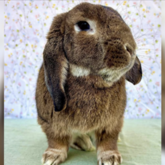 Angry Bunny’s Ears Felt Like “Rocks” — Then Vets Discovered the Heartbreaking Truth