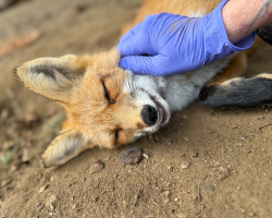 Fox Too Friendly For The Wild Just Wants Belly Rubs Instead Of Hunting