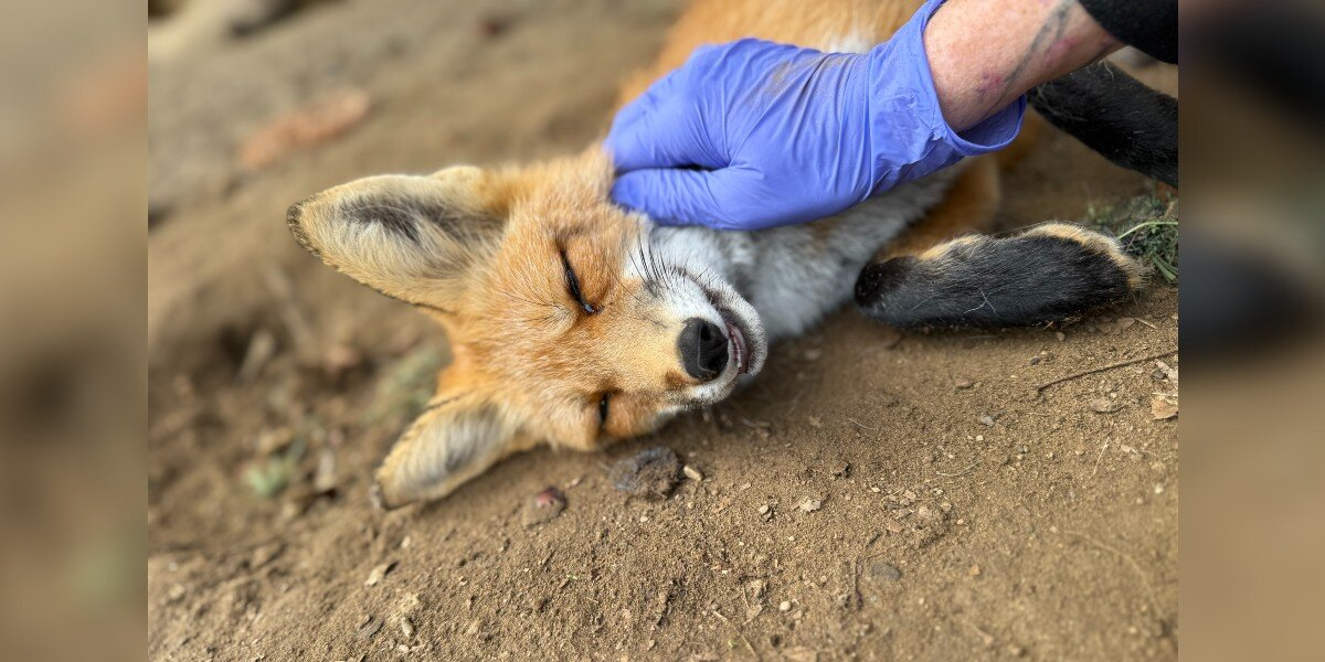Fox Too Friendly For The Wild Just Wants Belly Rubs Instead Of Hunting