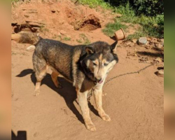 Husky Once Chained Without Shelter Transforms After Finally Finding Love