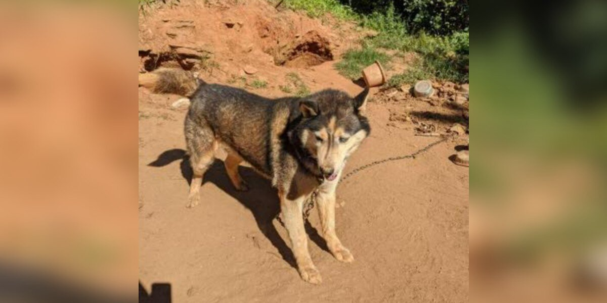Husky Once Chained Without Shelter Transforms After Finally Finding Love