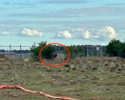 200-Pound Sheep Watches From the Bushes as Bulldozers Destroy Her Home — Until Rescuers Arrive