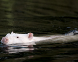 Photographer Spots Mysterious White Creature In Marsh — Then Realizes What It Really Is