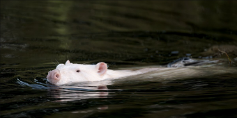 Photographer Spots Mysterious White Creature In Marsh — Then Realizes What It Really Is