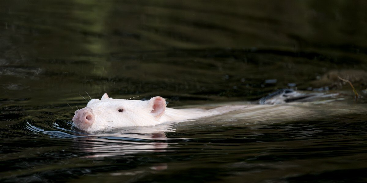 Photographer Spots Mysterious White Creature In Marsh — Then Realizes What It Really Is