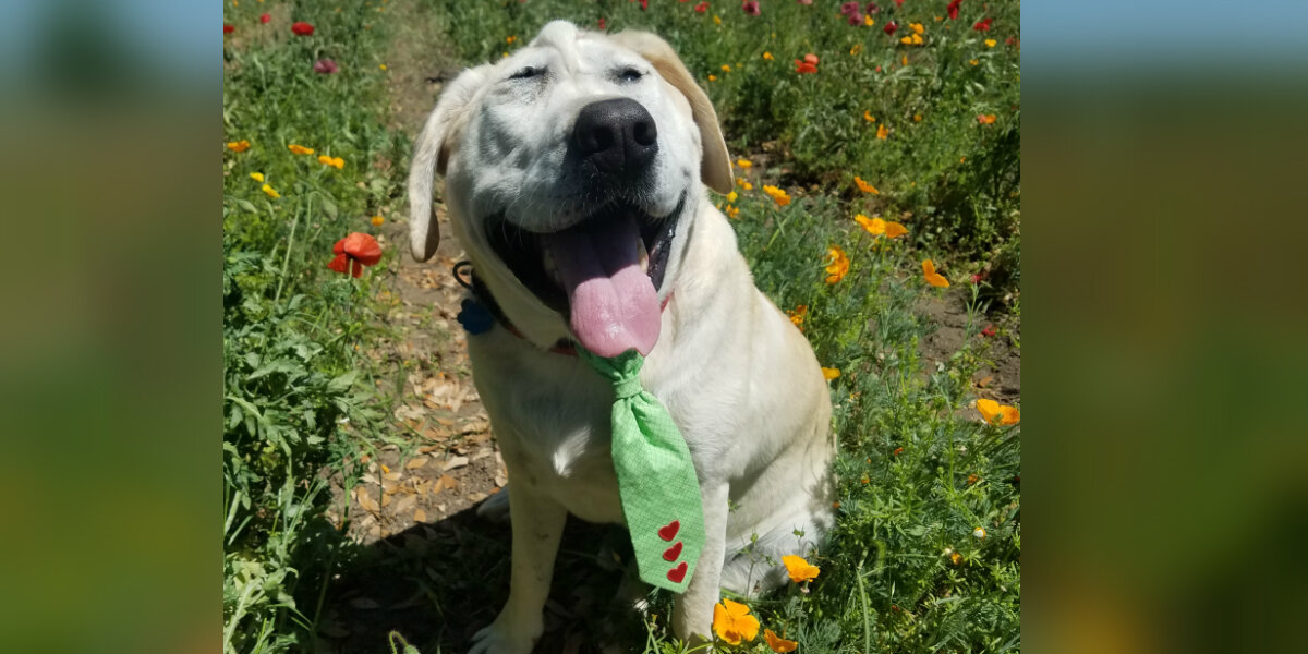 Dog Abandoned Because of His Face Finds a Mom Who Thinks He’s Absolutely Perfect