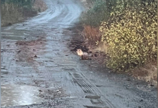 Driver Pulls Over When He Spots Mud-Covered Animal On Mountain Road — And Ends Up Bringing Her Home