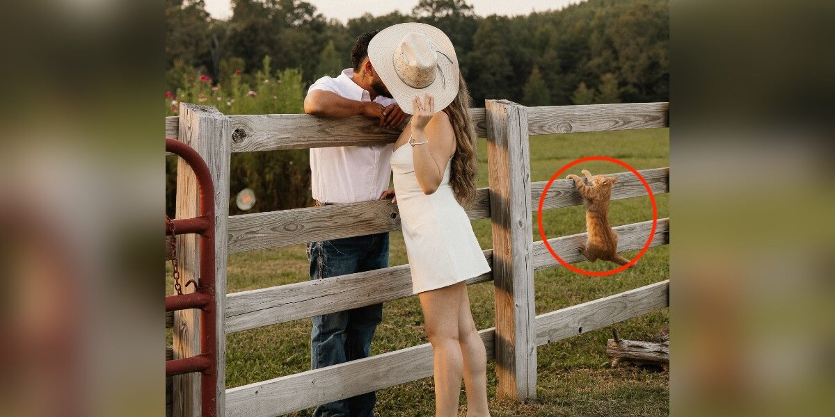 Barn Cat Crashes Engagement Shoot — And Completely Steals the Spotlight
