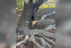 Mysterious Black Blob Under Fig Tree Turns Out To Be A Wild Animal Desperate For Help