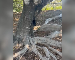 Mysterious Black Blob Under Fig Tree Turns Out To Be A Wild Animal Desperate For Help
