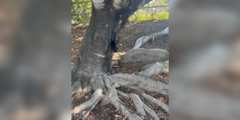 Mysterious Black Blob Under Fig Tree Turns Out To Be A Wild Animal Desperate For Help