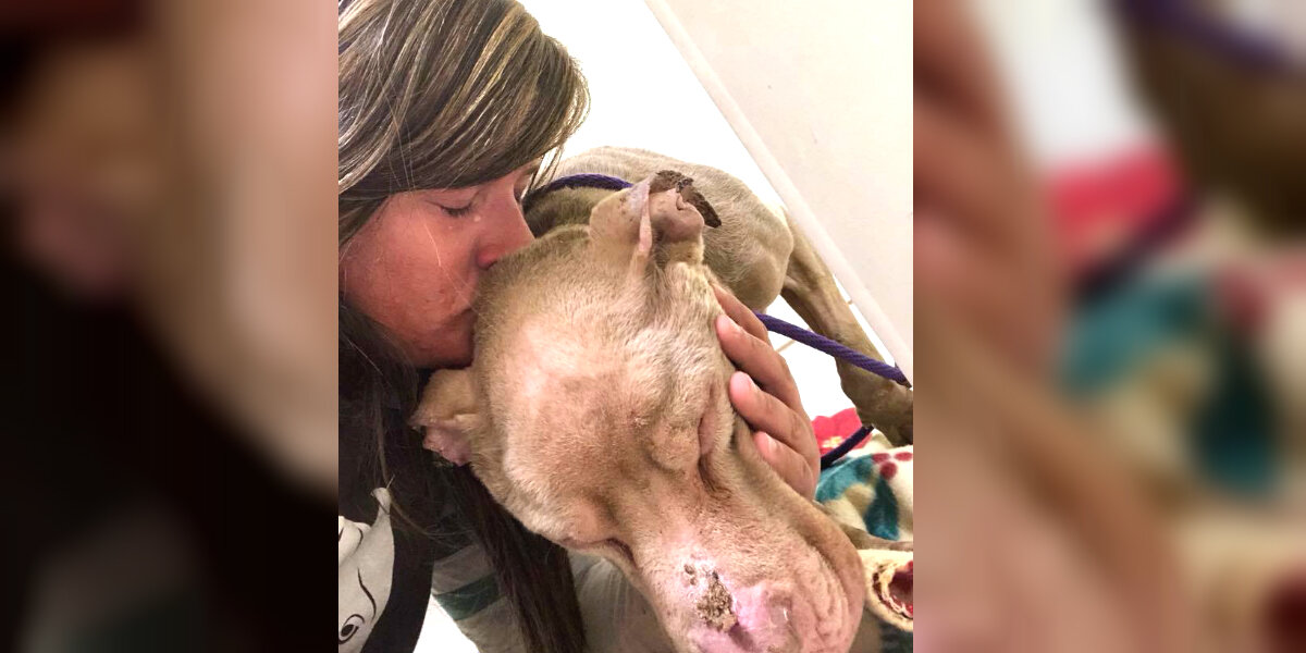 Woman Spends the Night in Shelter So a Dying Dog Doesn’t Take His Last Breath Alone