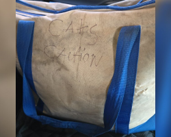 Woman Leaving Work Finds Zipped Canvas Tote — And Four Newborn Kittens Inside