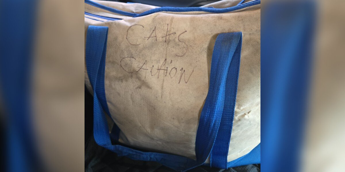 Woman Leaving Work Finds Zipped Canvas Tote — And Four Newborn Kittens Inside