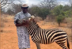Wildlife Rescuers Find a Brilliant Way to Help an Orphaned Baby Zebra Feel at Home