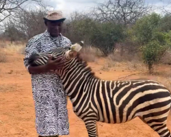 Wildlife Rescuers Find a Brilliant Way to Help an Orphaned Baby Zebra Feel at Home