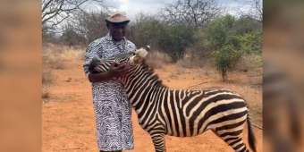 Wildlife Rescuers Find a Brilliant Way to Help an Orphaned Baby Zebra Feel at Home