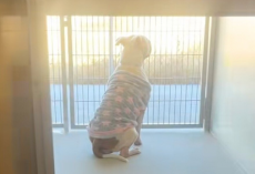Pittie Left at the Shelter in Her Pajamas Waits Quietly for the Family Who Never Returns