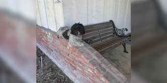 Trembling Dog Appears on Family’s Porch — And Refuses to Leave Her Spot