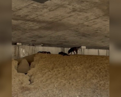 Driver Spots Three Wrinkly Puppies Huddled Under a Busy Highway — And Jumps Into Action