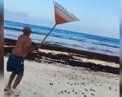 Beachgoer Armed With a Rake Ends Up Saving Hundreds of Endangered Hatchlings