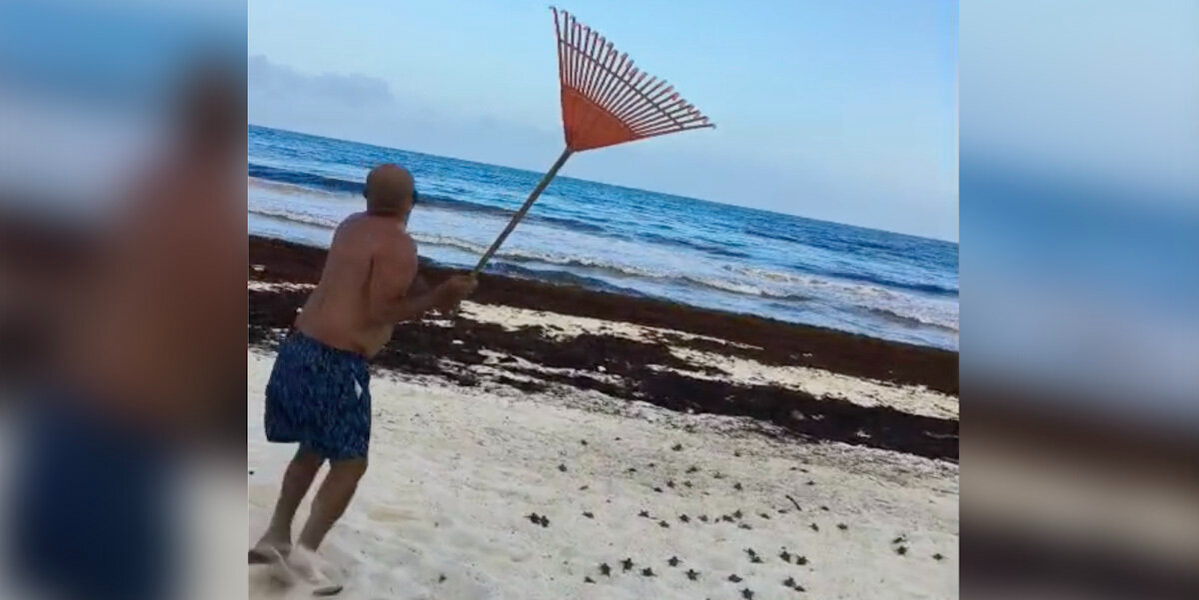 Beachgoer Armed With a Rake Ends Up Saving Hundreds of Endangered Hatchlings