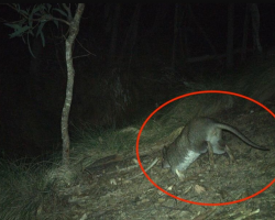 Trail Camera Captures First Glimpse Of Elusive Animal Missing Since The ’90s