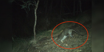 Trail Camera Captures First Glimpse Of Elusive Animal Missing Since The ’90s