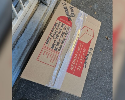 Rescue Worker Shocked to Discover Six Tiny Puppies Abandoned in Box at Shelter Door