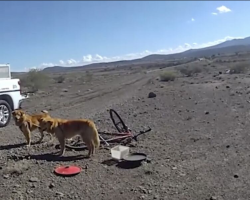 Hiker Freezes When He Spots Two Dogs Tied to a Bicycle in the Middle of the Desert