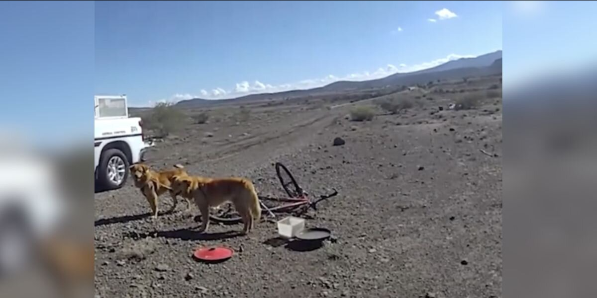 Hiker Freezes When He Spots Two Dogs Tied to a Bicycle in the Middle of the Desert
