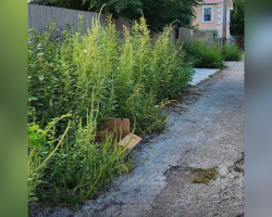 Rescuer Spots Cardboard Box Hidden in Brush — And Finds 5 Tiny Lives Inside