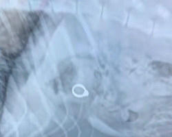 Vet Can’t Stop Laughing After Discovering What Happened To Woman’s Missing Engagement Ring