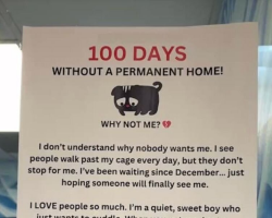 Shelter Staff Share Heart-Wrenching Note for Cat Who’s Waited Over 100 Days