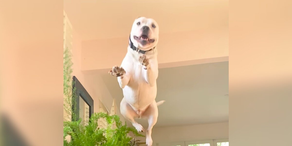 Shelter Pup Saved From Euthanasia List Can’t Stop ‘Flying’ With Happiness