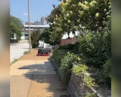 Dog Walker Drops Everything After Spotting Crate Sweltering In The Heat