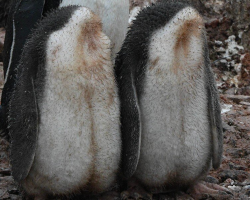 Photographer Captures ‘Headless’ Fuzzy Creatures — And Everyone Is Utterly Confused