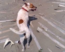 Artist Creates Heartfelt Driftwood Memorial For Beloved Dog Who Collected It With Him
