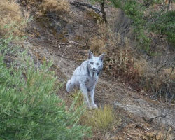 Wildlife Photographer Captures First-Ever Footage Of Ultra-Rare ‘Ghost’ Lynx