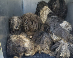 Matted Dogs Huddle Together In Fear — Then One Bath Changes Everything