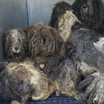 Matted Dogs Huddle Together In Fear — Then One Bath Changes Everything