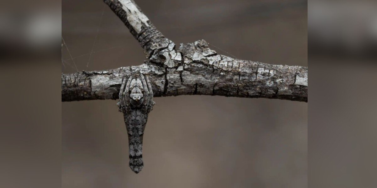 Photographer Realizes the “Twig” Staring at Him Is Actually Smiling