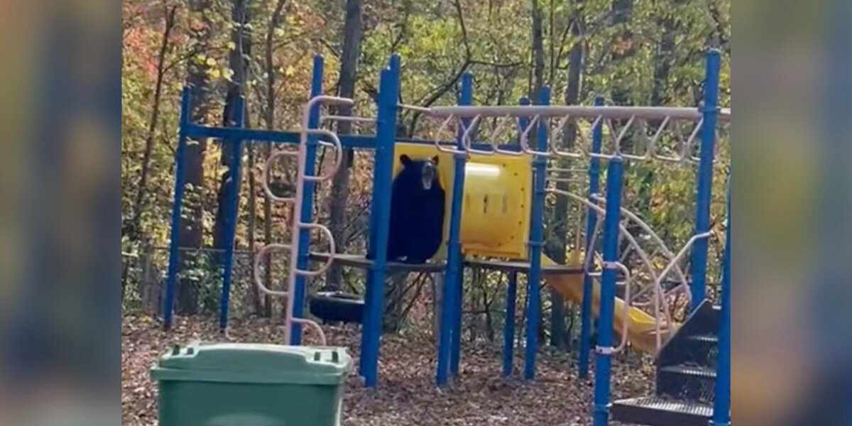 Playground Turns Into Bear Family’s Personal Wonderland — And the Camera Gets It All