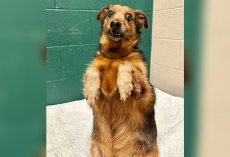 Shelter Pulls Out All the Stops To Find ‘Badly Taxidermied Meerkat’ Dog His Perfect Home