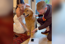 ‘Overly Emotional’ Golden Retriever Gets The Sweetest Job At His Parents’ Wedding