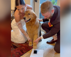 ‘Overly Emotional’ Golden Retriever Gets The Sweetest Job At His Parents’ Wedding