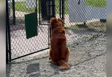 Lonely Pup Waiting at an Empty Dog Park Lights Up the Moment a Friend Walks In