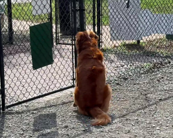 Lonely Pup Waiting at an Empty Dog Park Lights Up the Moment a Friend Walks In