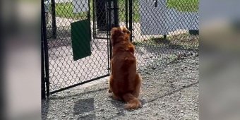 Lonely Pup Waiting at an Empty Dog Park Lights Up the Moment a Friend Walks In